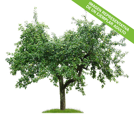 El manzano (Malus domestica) es un árbol de hoja caduca que alcanza entre 2 y 4 metros de altura. Es el frutal más resistente al frío, aunque sensible a las heladas tardías de primavera. No es exigente en cuanto a sus necesidades edáficas, se adapta bien a todo tipo de suelos aunque prefiere aquellos que sean ricos en materia orgánica. Floración llamativa que cubre las ramas del árbol de color blanco. La variedad 'Reina de Reinetas' tiene frutos medios de forma achaparrada, de color amarillo con estrías rojas y de carne blanca, perfumada, de sabor azucarado y piel firme. (NOTA IMPORTANTE: este producto se vende EN MACETA, con una altura aproximada a 1,75 metros. La imagen mostrada es representativa de la evolución natural esperada de un ejemplar maduro).
